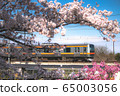 Train running under the cherry blossoms 65003056