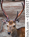 A deer 65003057
