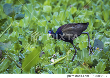 Bronze winged jacana Ban Thale Noi, nature 65003307