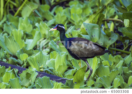 Bronze winged jacana Ban Thale Noi, nature Bronze winged jacana Ban Thale Noi, nature 65003308