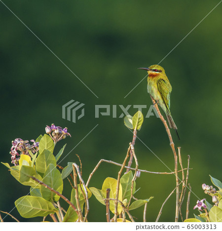 Green bee eater in Kalpitiya, Sri Lanka 65003313