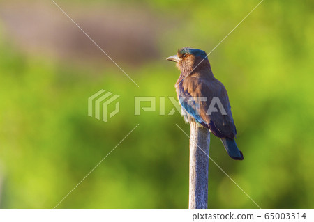 Indian roller in Kalpitya, Sri Lanka 65003314