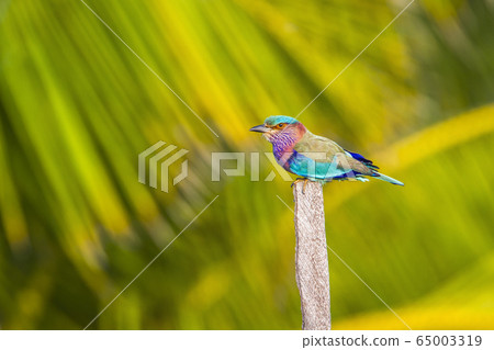 Indian roller in Kalpitya, Sri Lanka 65003319