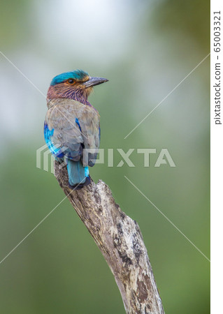 Indian roller in Kalpitiya, Sri Lanka 65003321
