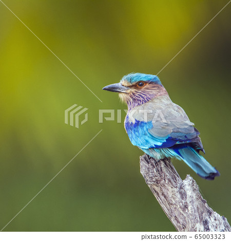 Indian roller in Kalpitiya, Sri Lanka 65003323
