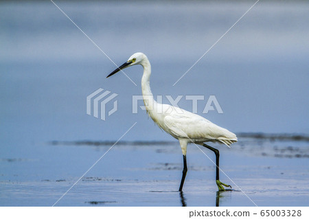 Little egret in Kalpitiya, Sri Lanka Little egret in Kalpitiya, Sri Lanka 65003328