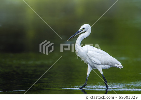 Little egret in Kalpitiya, Sri Lanka Little egret in Kalpitiya, Sri Lanka 65003329