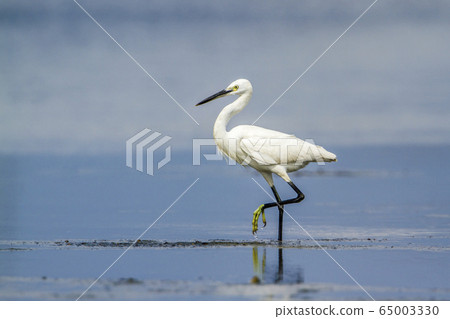 Little egret in Kalpitiya, Sri Lanka Little egret in Kalpitiya, Sri Lanka 65003330