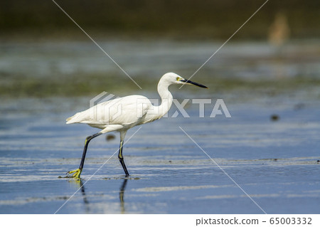 Little egret in Kalpitiya, Sri Lanka Little egret in Kalpitiya, Sri Lanka 65003332