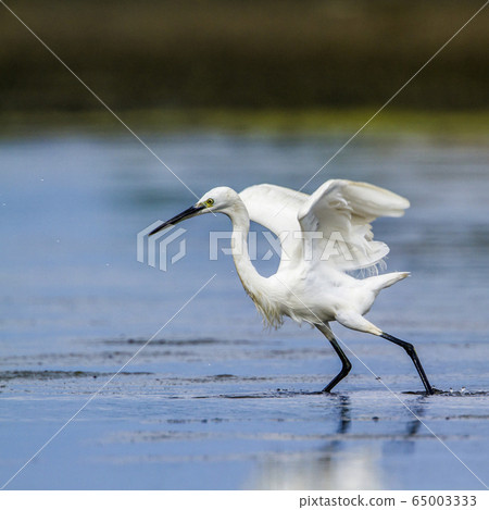 Little egret in Kalpitiya, Sri Lanka 65003333