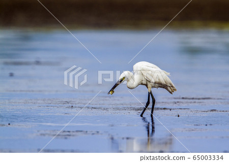 Little egret in Kalpitiya, Sri Lanka Little egret in Kalpitiya, Sri Lanka 65003334