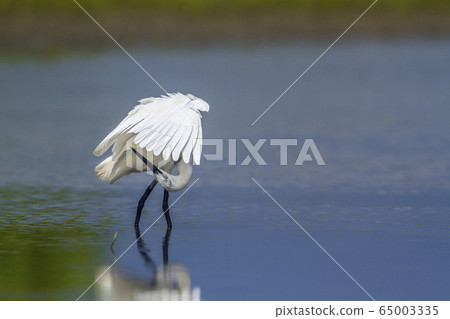 Little egret in Kalpitiya, Sri Lanka Little egret in Kalpitiya, Sri Lanka 65003335