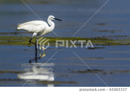 Little egret in Kalpitiya, Sri Lanka Little egret in Kalpitiya, Sri Lanka 65003337