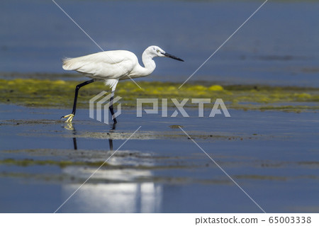 Little egret in Kalpitiya, Sri Lanka 65003338