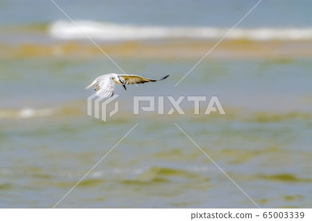 Little tern in Kalpitiya, Sri Lanka Little tern in Kalpitiya, Sri Lanka 65003339