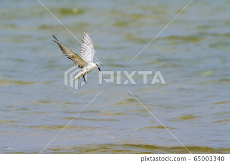 Little tern in Kalpitiya, Sri Lanka Little tern in Kalpitiya, Sri Lanka 65003340