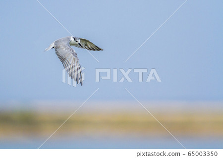 Little tern in Kalpitiya, Sri Lanka 65003350