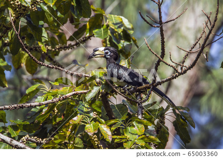 Oriental pied hornbill in Koh Adang national park, 65003360