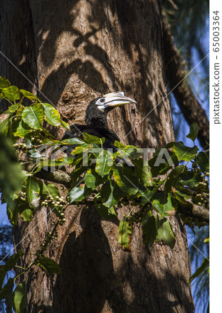Oriental pied hornbill in Koh Adang national park, 65003364