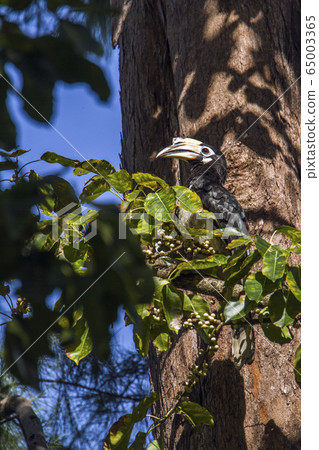 Oriental pied hornbill in Koh Adang national park, Oriental pied hornbill in Koh Adang national park, 65003365