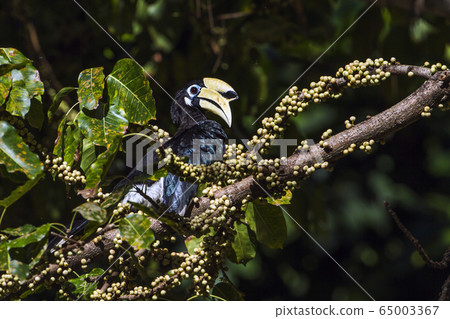 Oriental pied hornbill in Koh Adang national park, 65003367