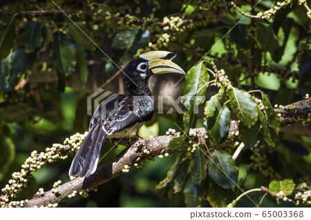 Oriental pied hornbill in Koh Adang national park, Oriental pied hornbill in Koh Adang national park, 65003368