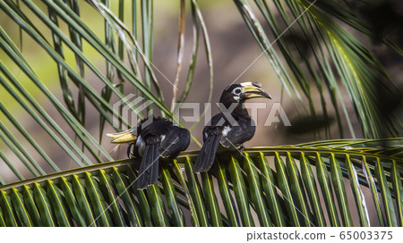 Oriental pied hornbill in Koh Adang national park, 65003375