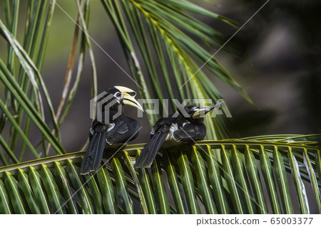 Oriental pied hornbill in Koh Adang national park, 65003377