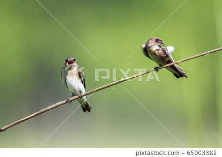 Plain martin in Bardia national park, Nepal 65003381