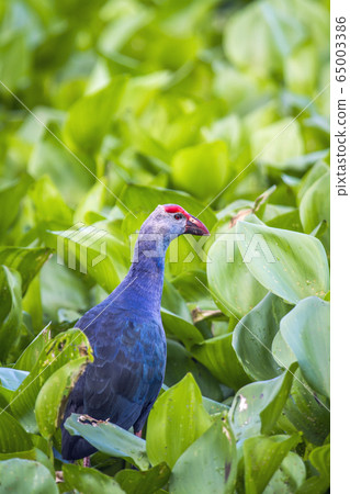 Purple Swamphen in Ban Thale Noi, nature reserve, 65003386