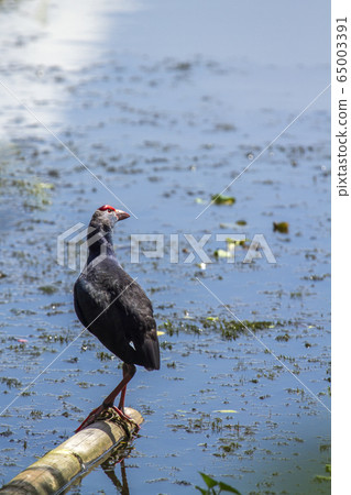 Purple Swamphen in Ban Thale Noi, nature reserve, Purple Swamphen in Ban Thale Noi, nature reserve, 65003391