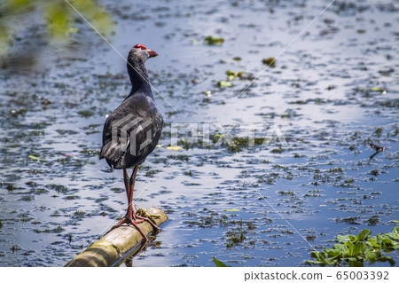 Purple Swamphen in Ban Thale Noi, nature reserve, 65003392