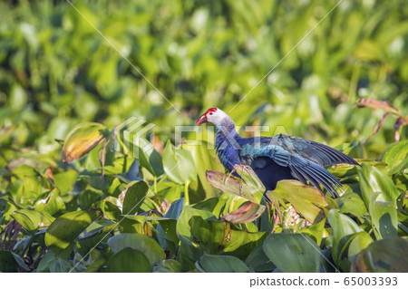Purple Swamphen in Ban Thale Noi, nature reserve, 65003393