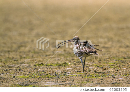 Common Whimbrel in Kalpitiya, Sri Lanka 65003395