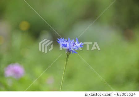 Yagurumagiku 65003524