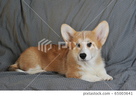 Welsh Corgi Pembroke dog pup is lying 65003641