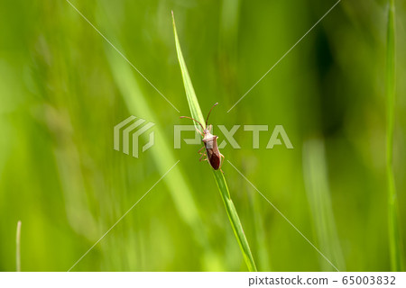 細張臭蟲 細張臭蟲 65003832