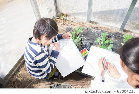 小學生素描草莓幼苗 小學生素描草莓幼苗 65004233