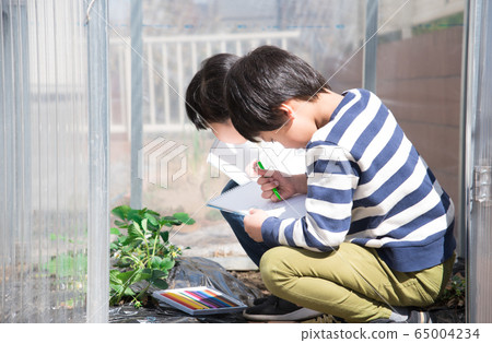 素描草莓幼苗的小學男孩 素描草莓幼苗的小學男孩 65004234