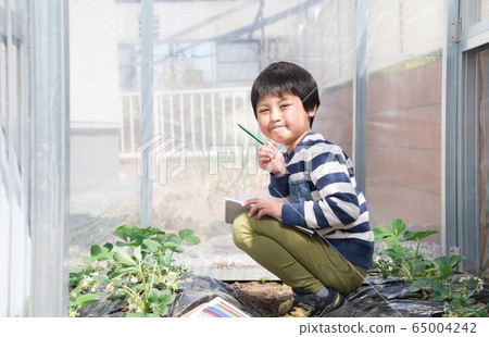 Elementary school students sketching strawberry seedlings Elementary school students sketching strawberry seedlings 65004242
