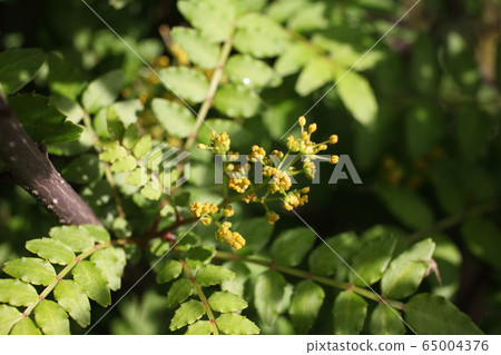胡椒的花 65004376