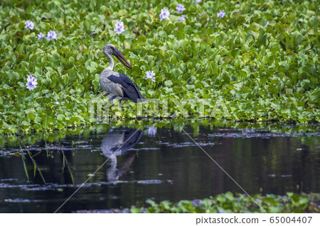 Asian openbill in Thabbowa sanctuary in Puttalam, Asian openbill in Thabbowa sanctuary in Puttalam, 65004407