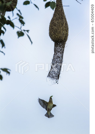 Baya Weaver in Minneriya national park, Sri Lanka 65004409