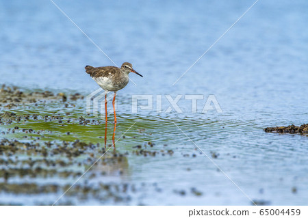 Common redshank in Kalpitiya, Sri Lanka 65004459