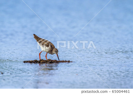 Common redshank in Kalpitiya, Sri Lanka 65004461