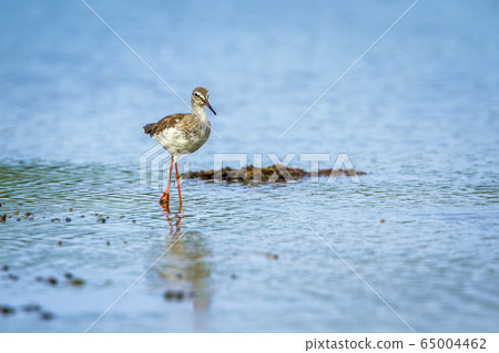 Common redshank in Kalpitiya, Sri Lanka Common redshank in Kalpitiya, Sri Lanka 65004462