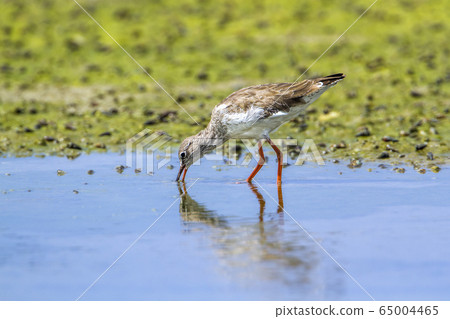 Common redshank in Kalpitiya, Sri Lanka 65004465