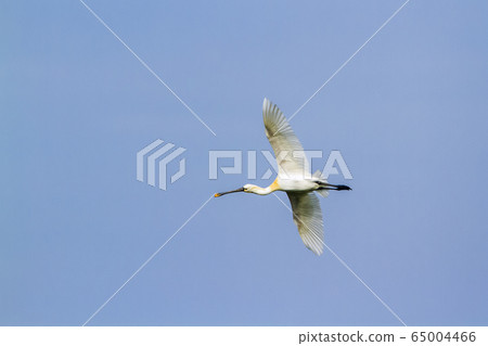 Eurasian spoonbill in Arugam bay lagoon, Sri Lanka 65004466