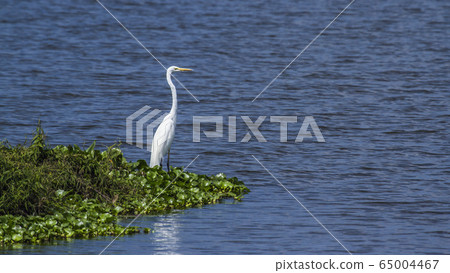 Great egret in Thabbowa sanctuary, Puttalam, Sri 65004467