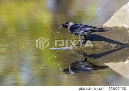 House crow in Arugam bay lagoon, Sri Lanka House crow in Arugam bay lagoon, Sri Lanka 65004468